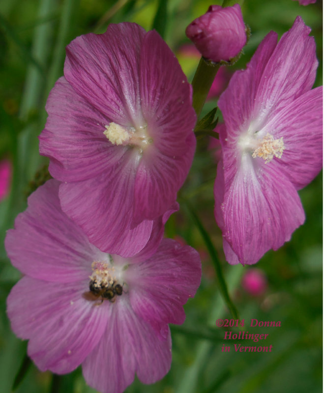 Cimifuga Flower with bug