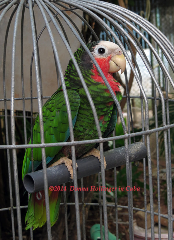 Garridos Pet (Cuban)Parrot