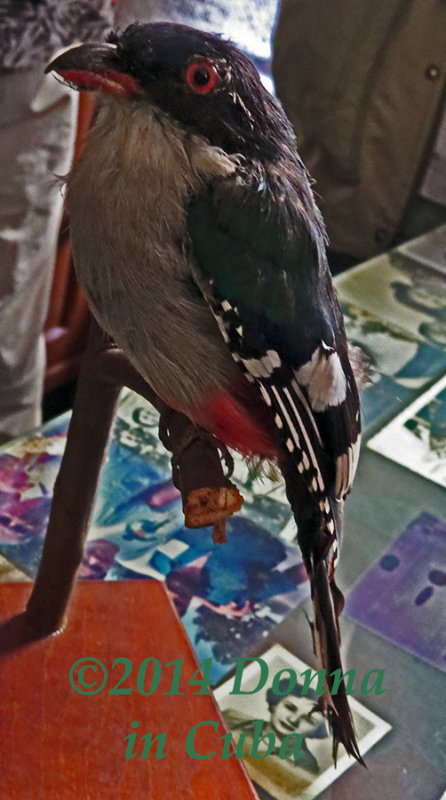 Garridos Stuffed Trogon