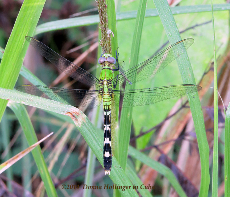 Green and Black Dragonfly