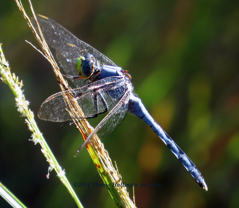 Slate blue Dragonlet?