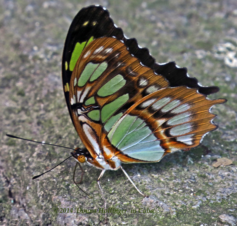 900.malachite.4673.copy.jpg