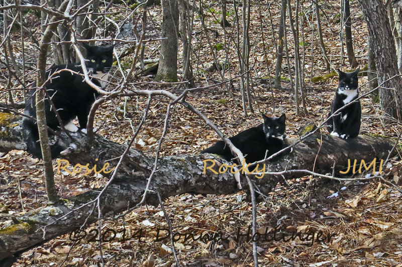 LtoR:  Rosie, Rocky and Jimi