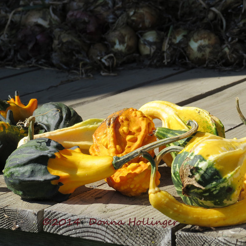 Gourds At Rose Silloways