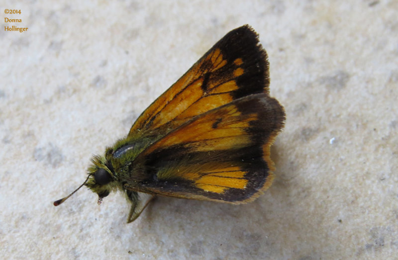 Green furry Skipper