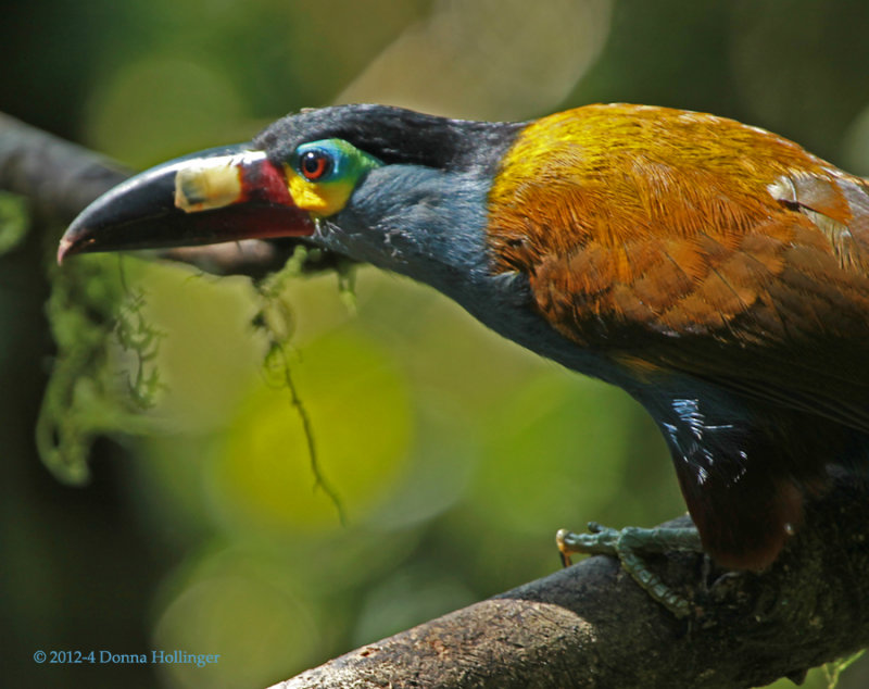 Plate - Billed Mountain -Toucan