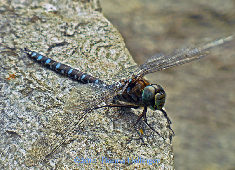 Canadian Darner on a warm day