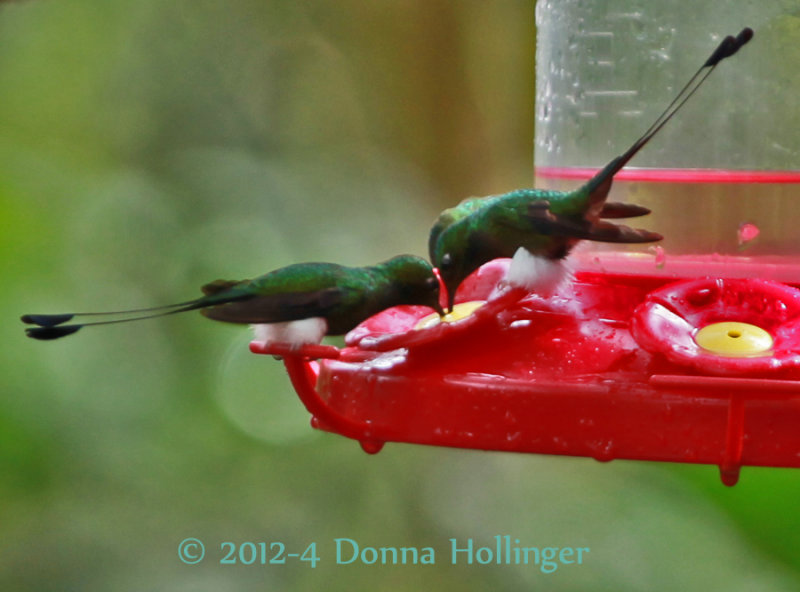 Drinking Nectar From the Same Hole