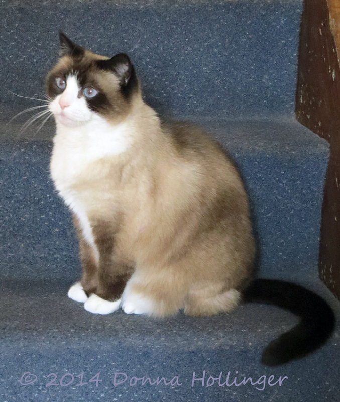 lily, Marthas Cat