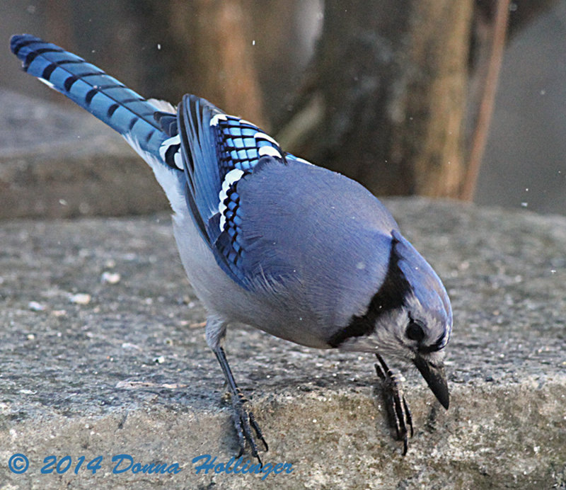 Blue Jay on the Patio Looking for Seed