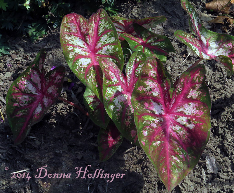 Caladium from my Garden