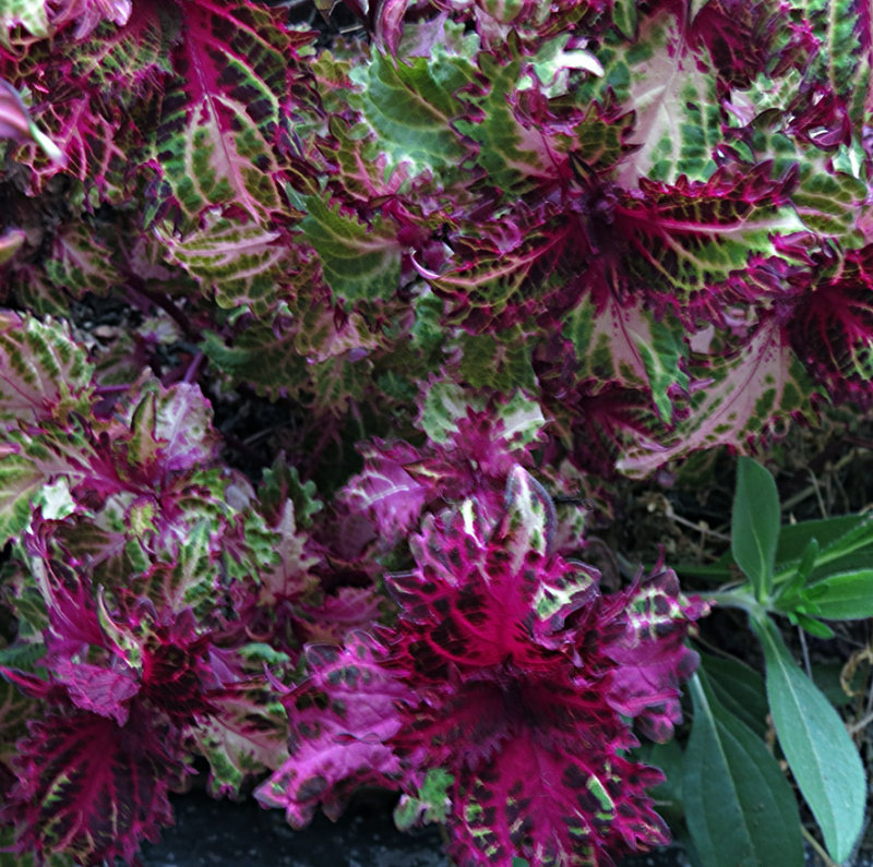 Red White Green and Black Coleus