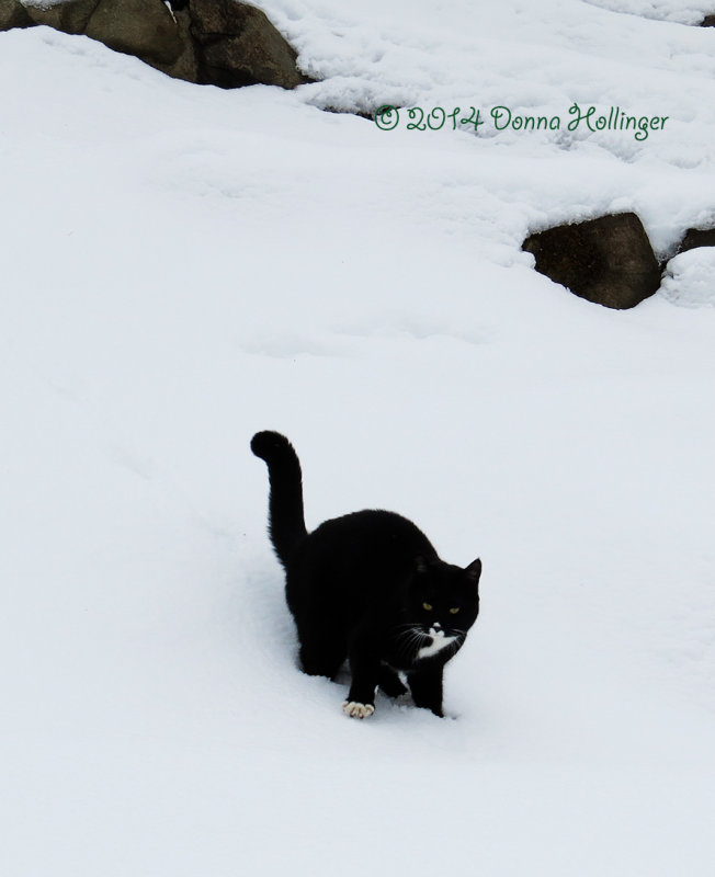 Thigh High in Snow Jimi!