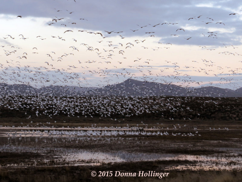 Dawn Flocks of Geese