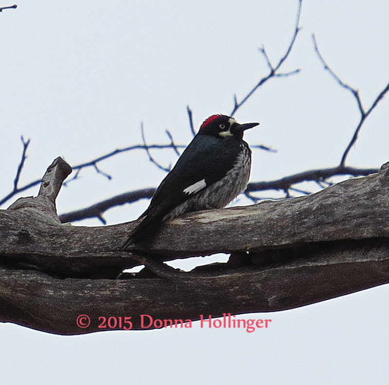 Acorn Woodpecker