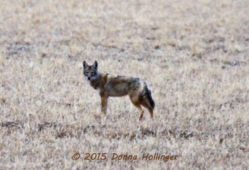 Coyote at the Bosque DelApache Flyin