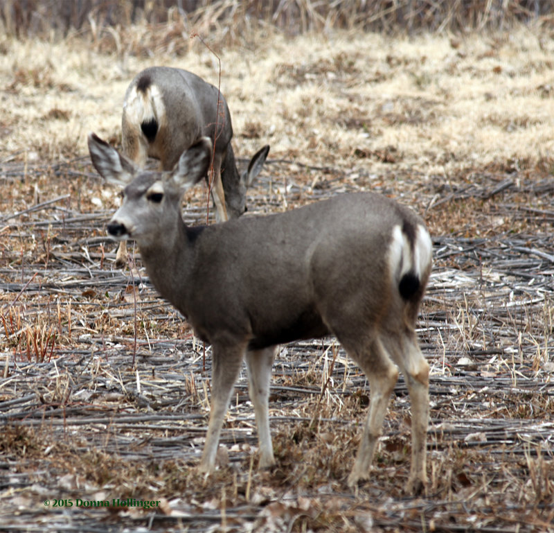 Mule Deer