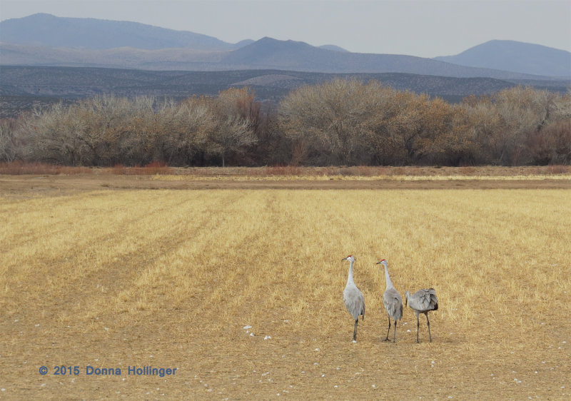 3 Cranes with a whole field to themselves