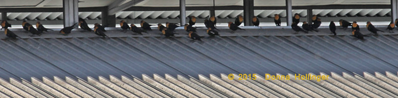 Yellow headed Blackbirds