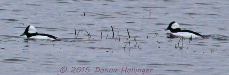 2 Buffleheads 