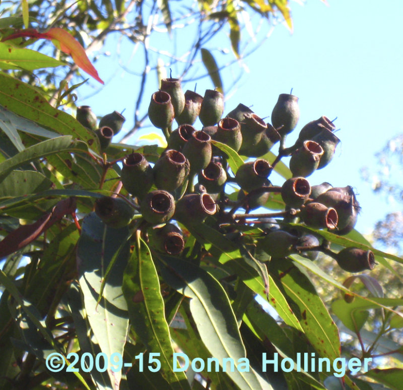 Eucalyptus Fruits