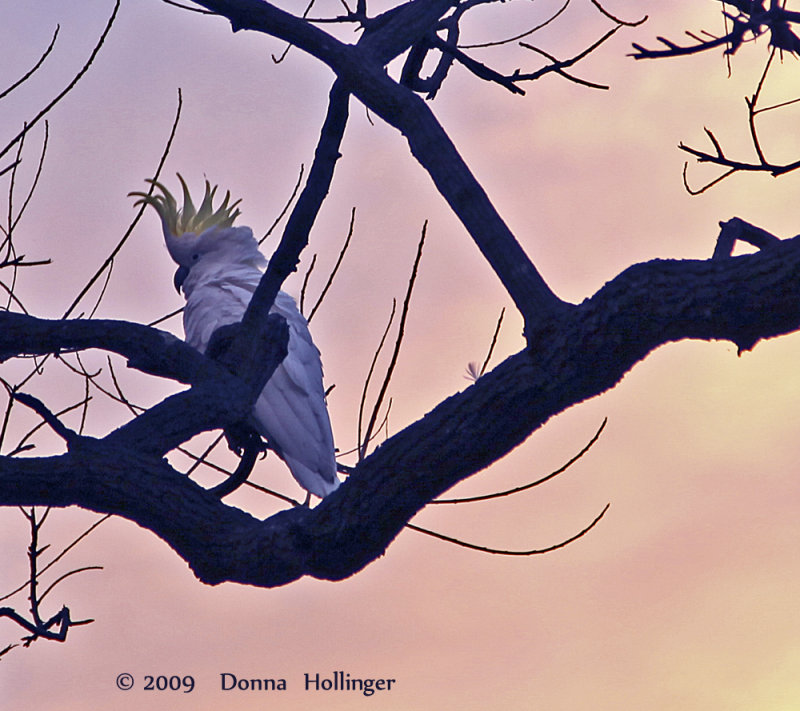 Sulfur Crested Cockatoo