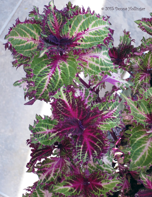 Coleus saved from last years garden