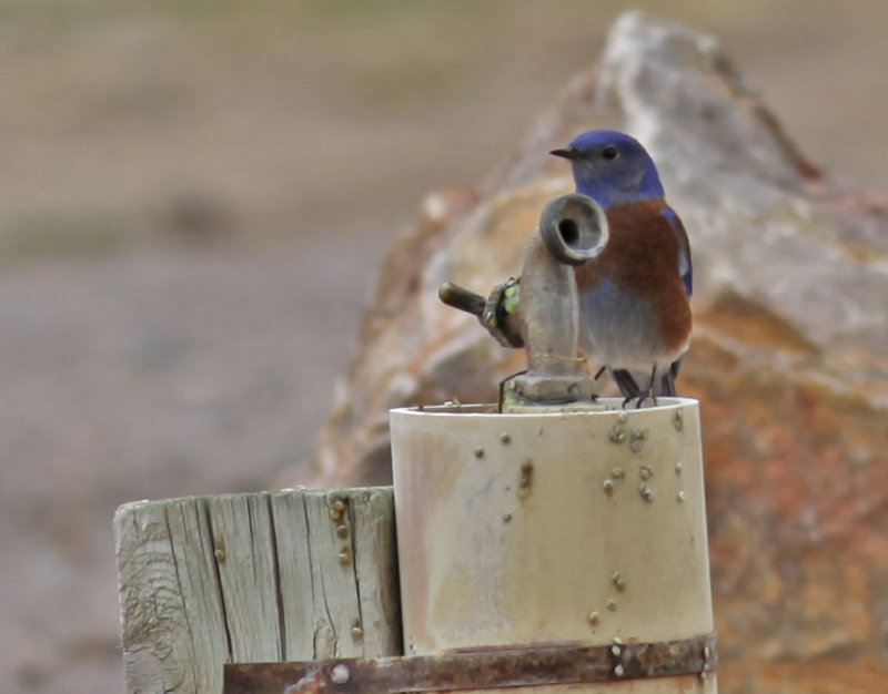 Western Bluebird at a Spigot