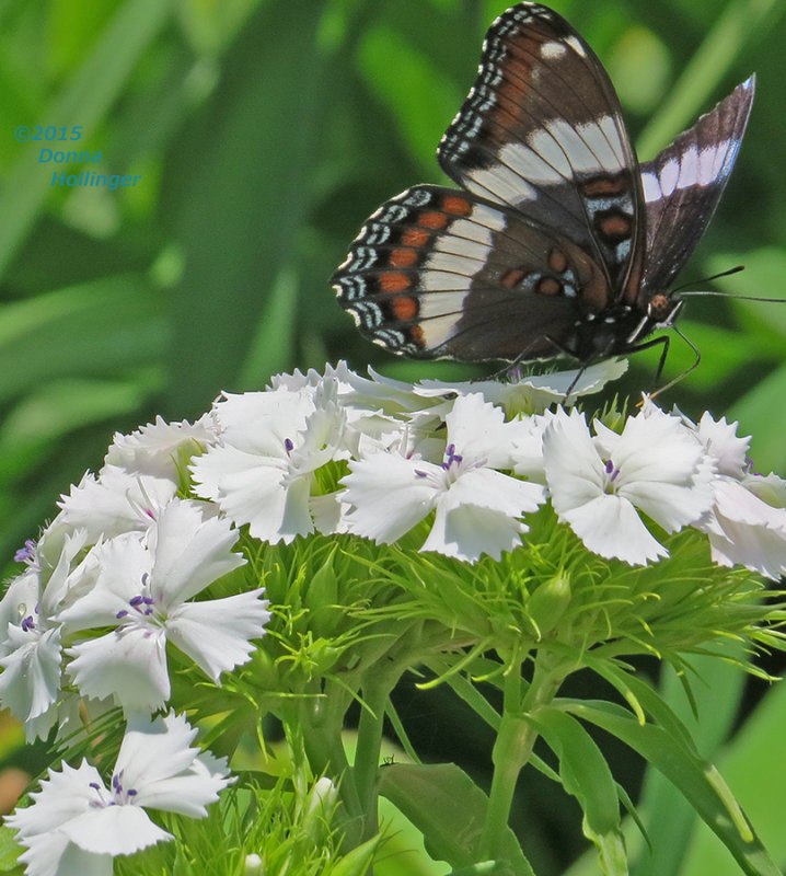 Red Spotted Purple? on White Sweet William