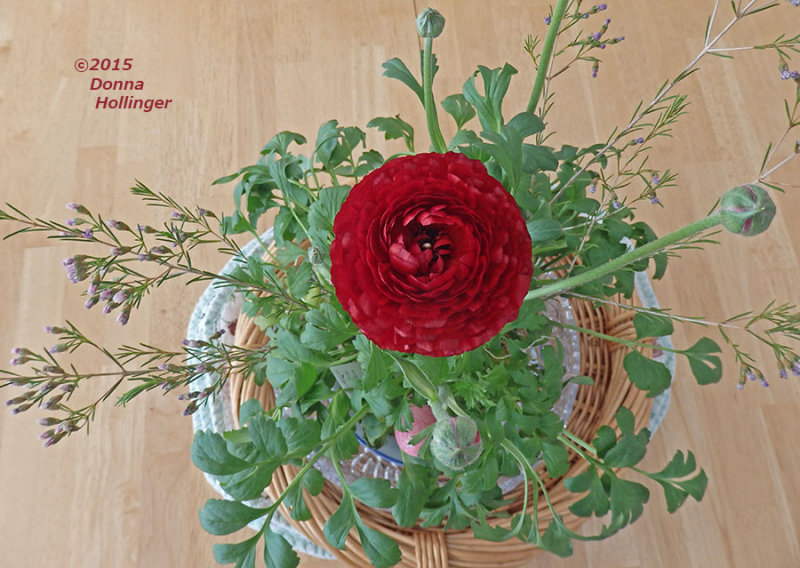 Easter Ranunculus from Carolyn