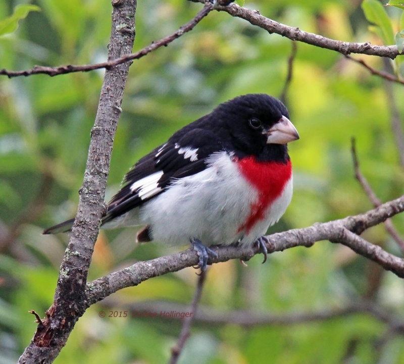 Brrr...the Rose Breasted Grosbeak is cold today