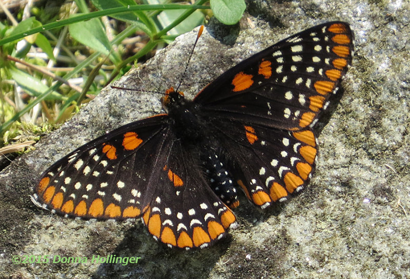 Baltimore Checkerspot