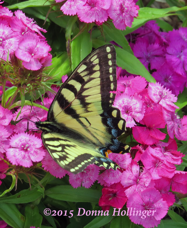 Sweet William with SwallowTail Butterfly