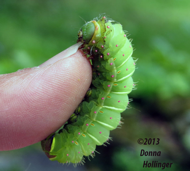 Luna Moth Caterpillar