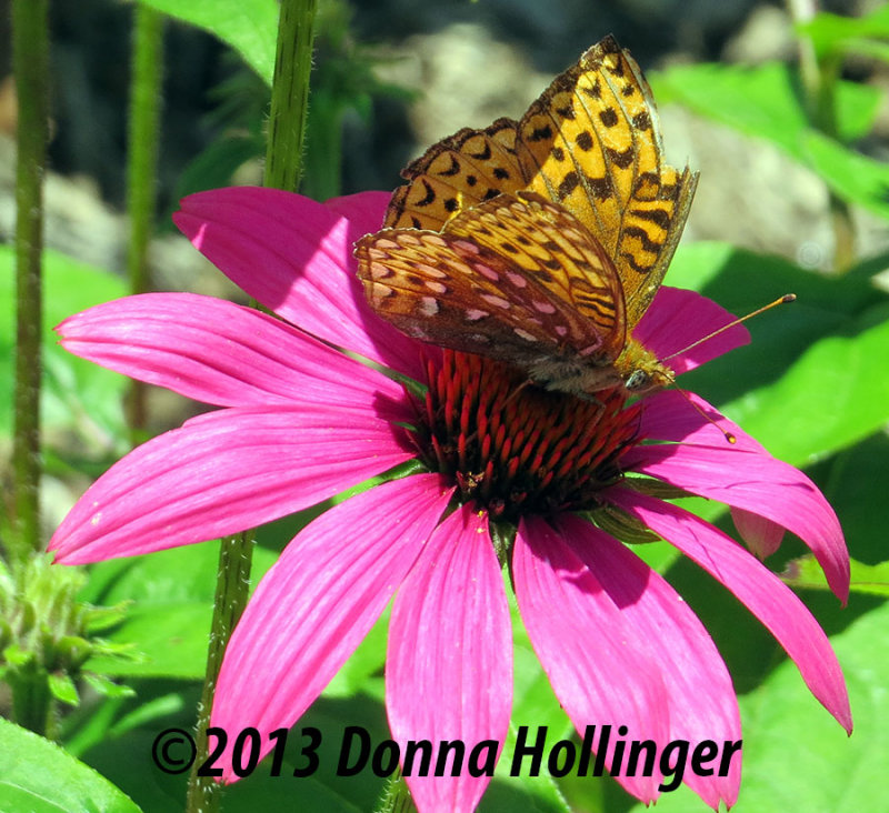 Fritillary on an Echinacea