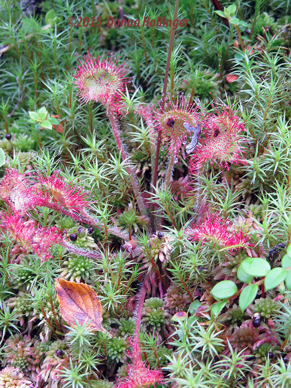 Sundew gleaming