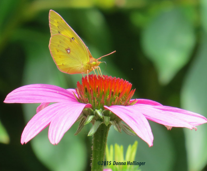 Cloudless Sulfur on an Echinacea