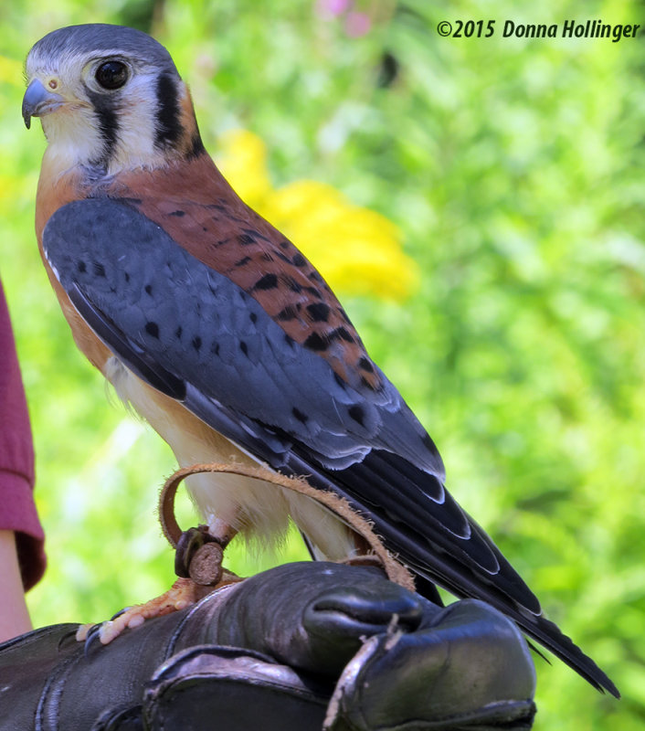 Kestrel at The VINS