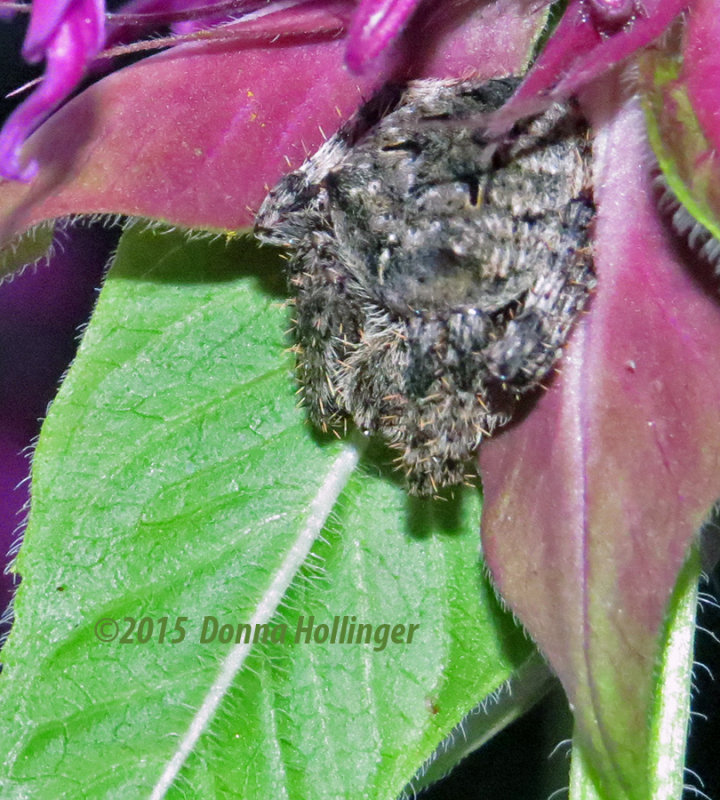 Spider waiting for dinner under the beebalm flower