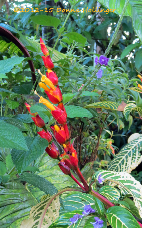 Heliconia flower 