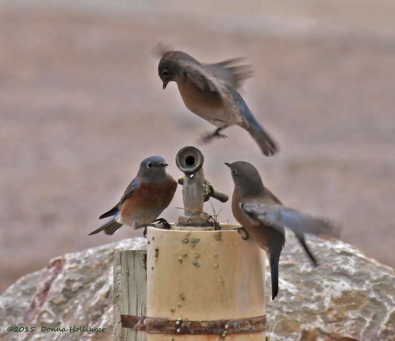 Three Western Bluebirds at a Spigot