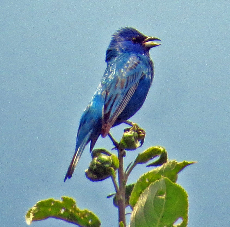 Male Indigo Bunting Singing