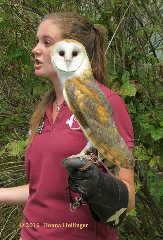 Hes a beautiful Barn Owl