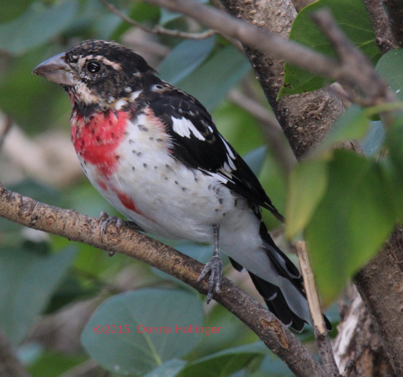 Rose Breasted Grosbeak Immature