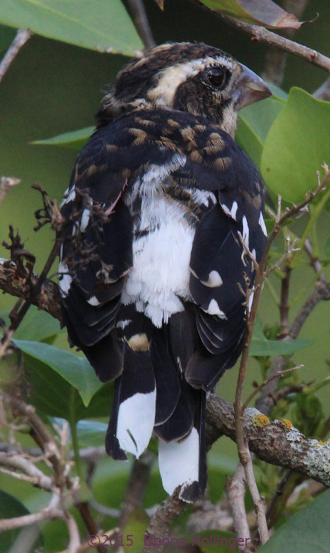 Immature Male Rose Breasted Grosbeak