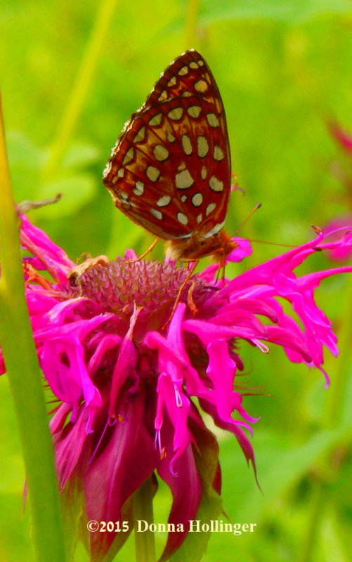 Fritillary on BeeBalm