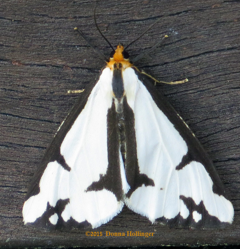 Haploa Moth