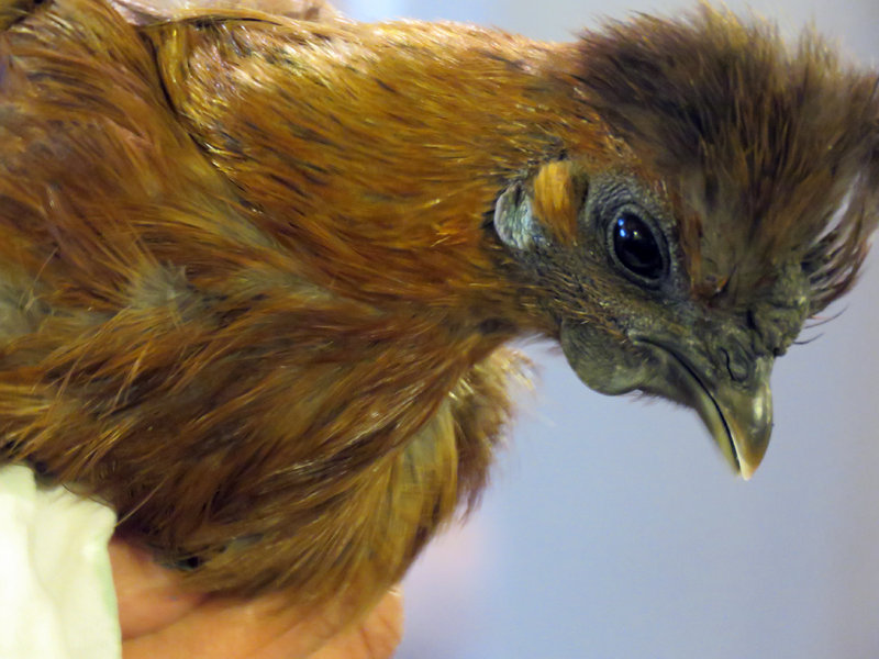 Partridge Silkie