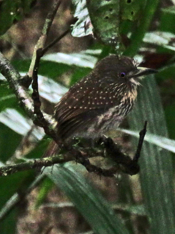 White Whiskered Puffbird