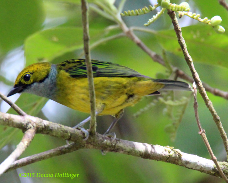 Silver Throated Tanager